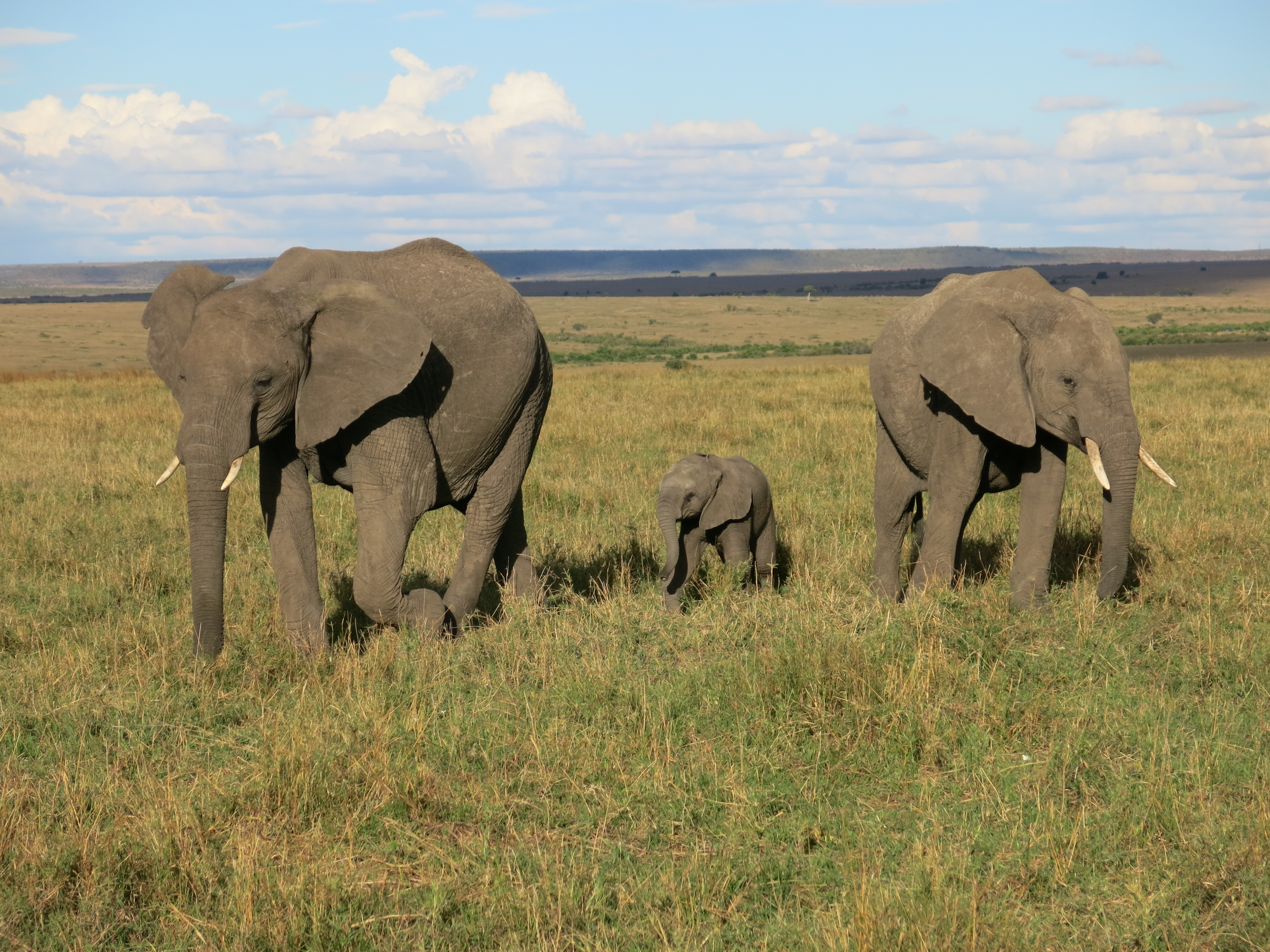 Elephant Family in East Africa